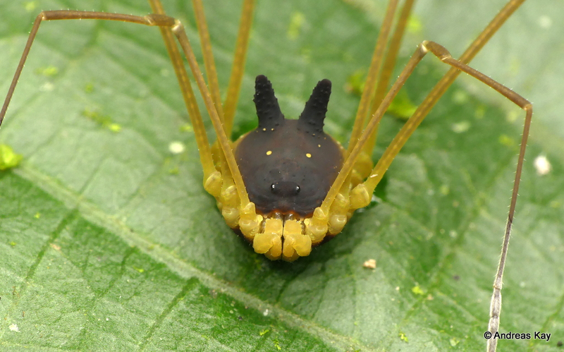 Illustration for article titled Esta adorable araña con lo que parece un sombrero de conejito es real, solo que no es una araña